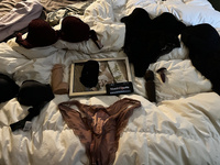 Comment if you want to fuck my wife .