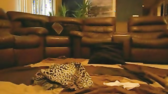 Husband watches hotwife go black for the first time
