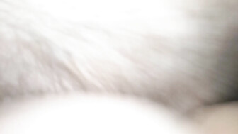 Holiday Inn Dickspress