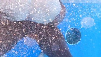 Cuckold PAWG fucked by big black lover in a swimming pool