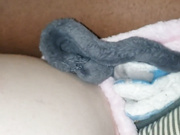 Bbc bull creampies hotwifes pussy