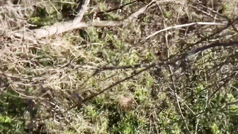 Sexy blonde with huge boobs gone wild with BBC